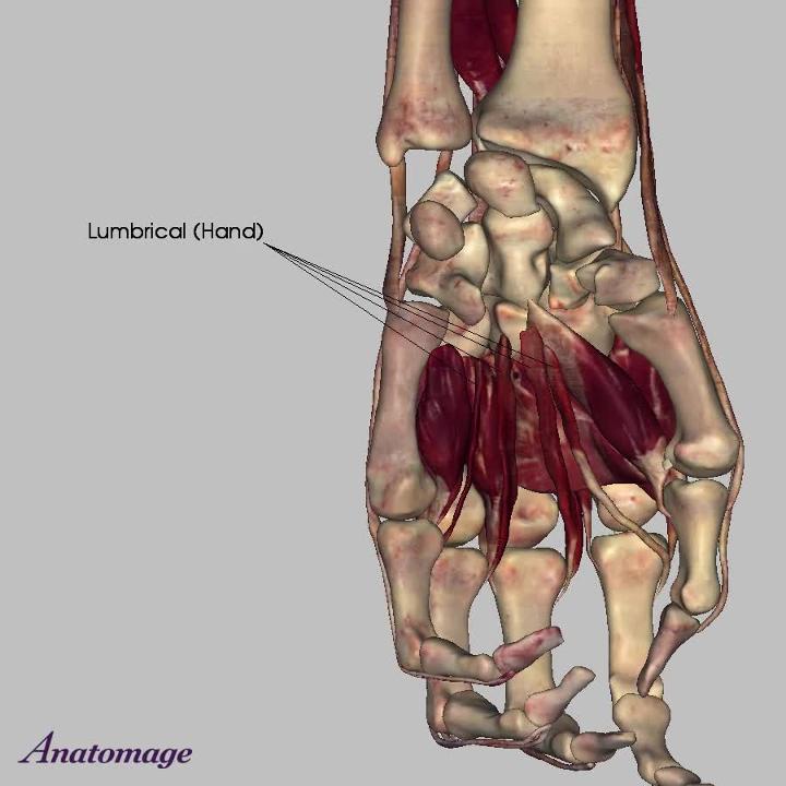 muscles of the forearm muscles of the forearm