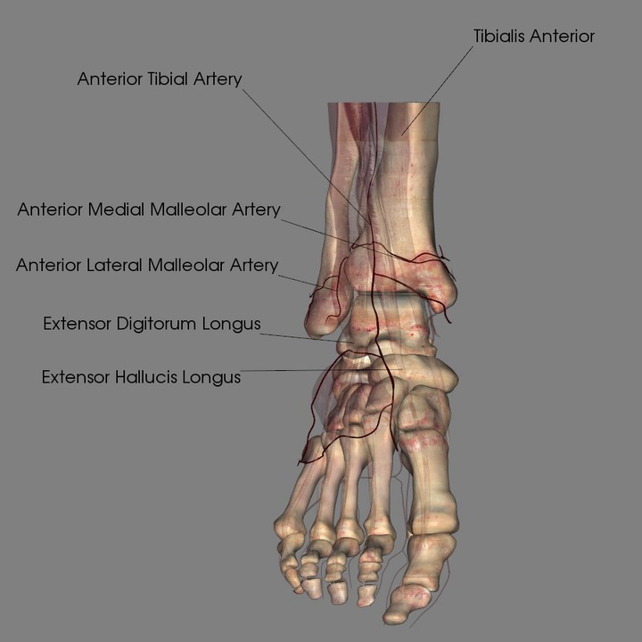 Nerves of the Foot (Medial Calcaneal Br of the Tibial Nerve)